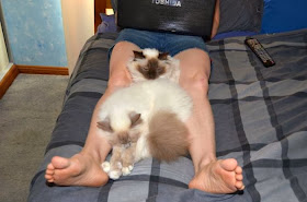Funny cats - part 87 (40 pics + 10 gifs), two fluffy cats sleeping on guy's legs