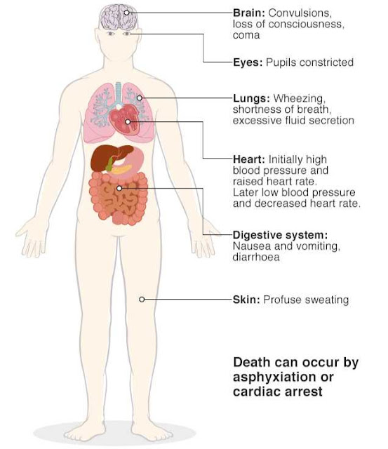 What novichok agent do in body