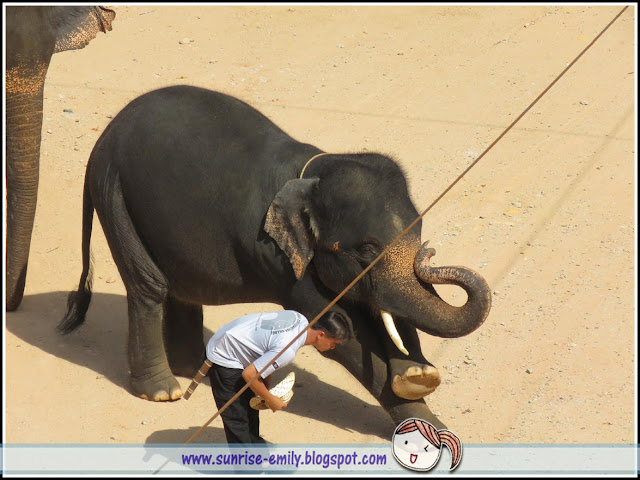 All about Elephants @ Kenyir Elephant Village, Terengganu