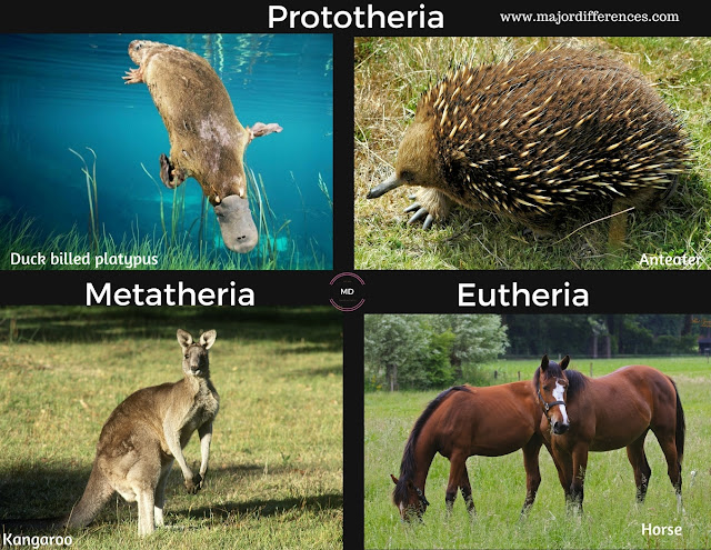 Difference between Prototheria, Metatheria and Eutheria