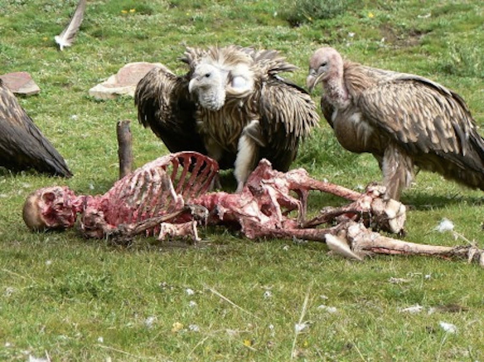 ECOLOGY WITHOUT NATURE: Sky Burial