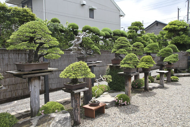 jardin de bonsais 