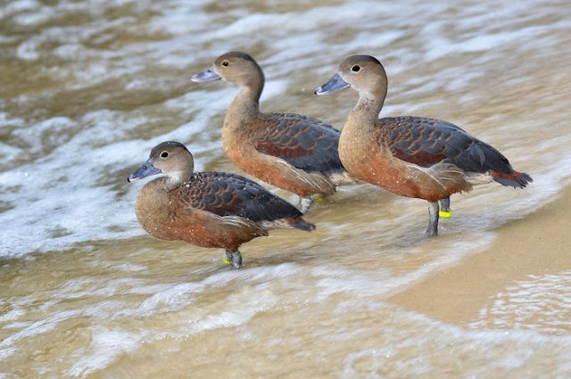 Gambar burung belibis