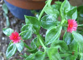 Aptenia or Babysunrose