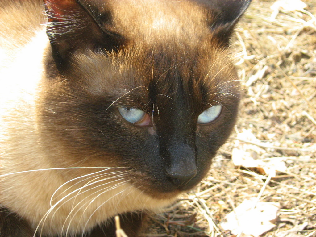 siamese cats twins pictures