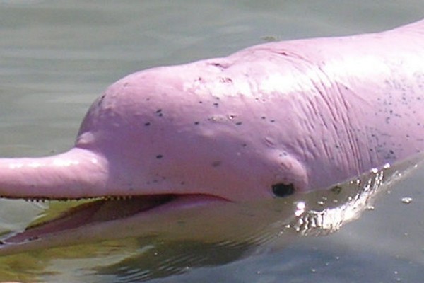 Amazing Ikan Lumba Lumba Berwarna Pink 14 Gambar  I 