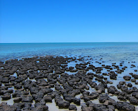 A lot of stromatolites
