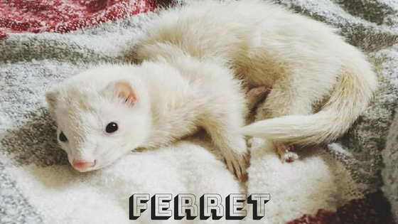 Ferret