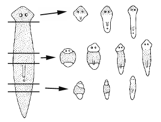 Gambar Cacing planaria berkembangbiak dengan cara fragmentasi