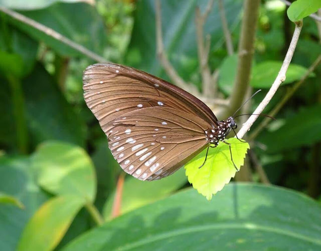 Bai Orchid and Butterfly Farm - BORBOLETAS 