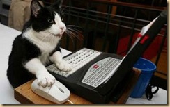 cat6