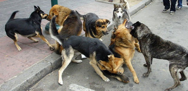 En 8 meses, la población de canes en La Paz aumentó 30%