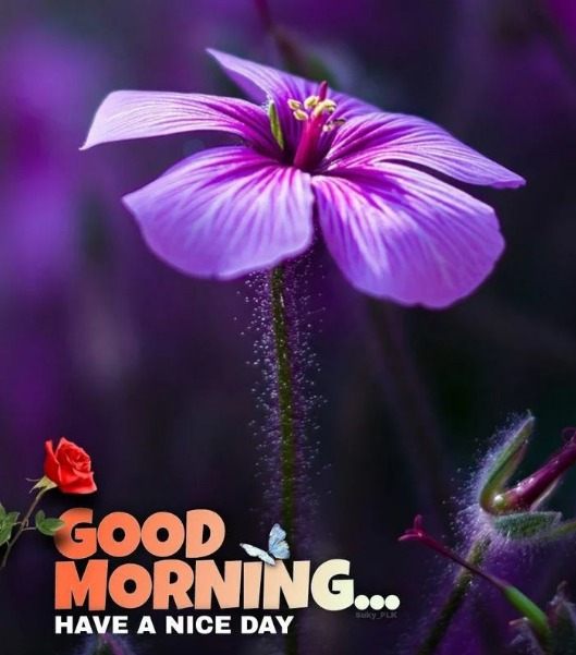 200+ good morning messages wishes & quotes