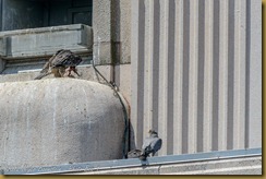 Peregrine Falcon