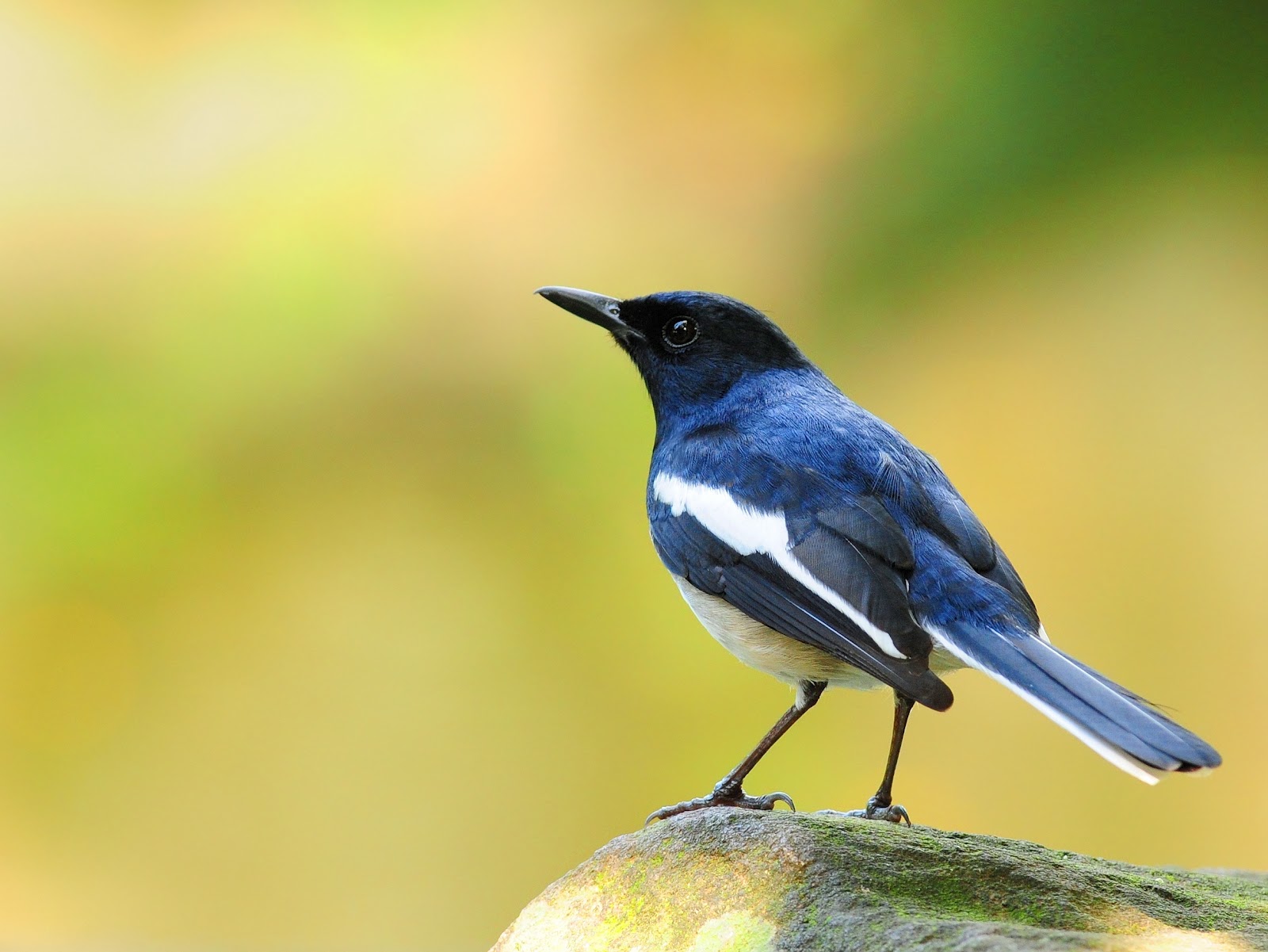 Tips Pintar Merawat Burung Kacer Kesayangan Anda - Pondok 