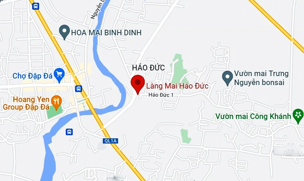 Mai bung nở sớm, nhà vườn Bình Định lo thất thu lớn