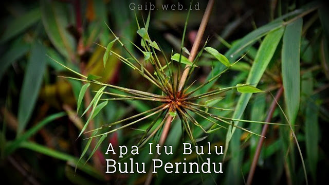 Apa Itu Bulu Perindu Sebenarnya