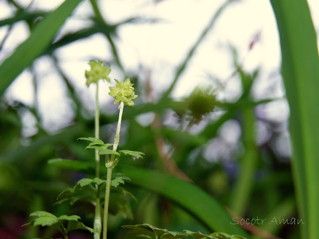 Adoxa moschatellina