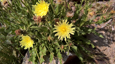 [Asteraceae] Hieracium intybaceum – Whitish Hawkweed (Italiao: Sparviere cicoriaceo).