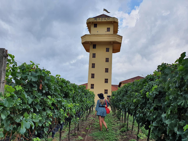 Blog Apaixonados por Viagens - Serra Gaúcha - Vindima - Vinícola Miolo