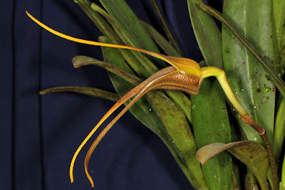 Masdevallia colossus care and culture