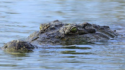 Pencari Lokan Dilaporkan Hilang di Sungai Batang Masang, Diduga Diterkam Buaya