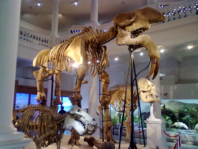 deinotherium gigantissimum