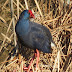 PURPLE GALLINULE gets an upgrade!