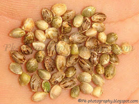 Marijuana seeds Picture