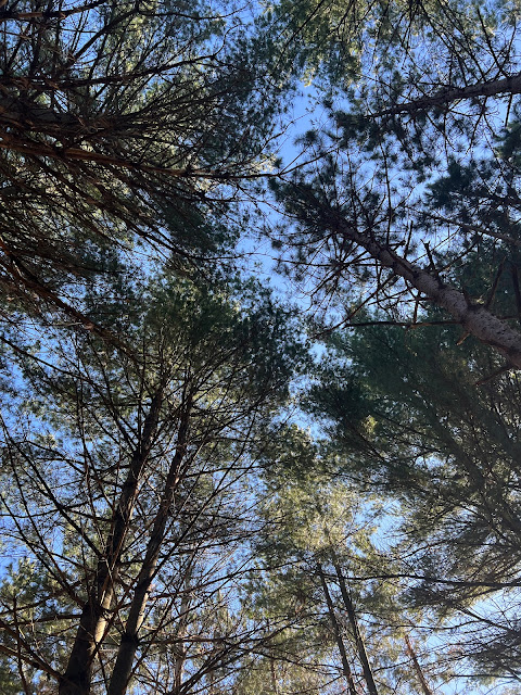 Looking way up high at the evergreens!