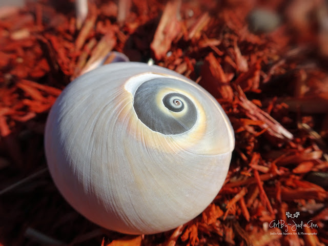 Shell Photo