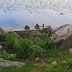 ducks on a rock