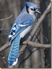 blue-jay