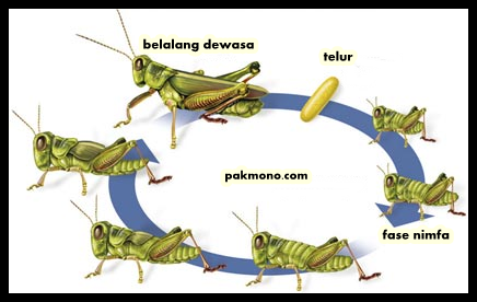  Daur  hidup  makhluk hidup  Metamorfosis  sempurna dan 