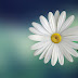 Flower Image in HD