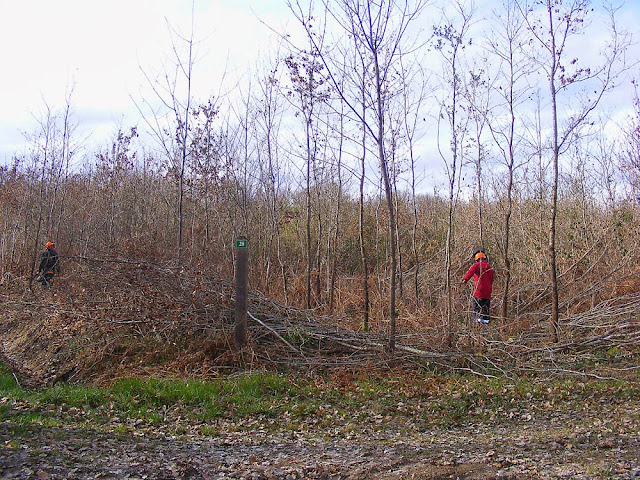 Clearing new growth forest to benefit selected trees, Indre et Loire, France. Photo by Loire Valley Time Travel.