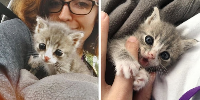  Kitten Found Alone on a Porch is So Happy to be Rescued After Meowing for Days