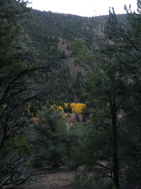 75: bright yellow trees