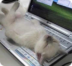 TiredKitty