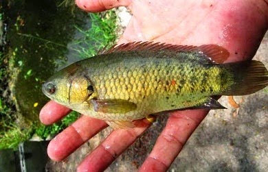  Sobat angler indonesia sekalian pasti sudah kenal dengan jenis ikan yang satu ini Begini Si Rakus Ikan Betok Atau Betik