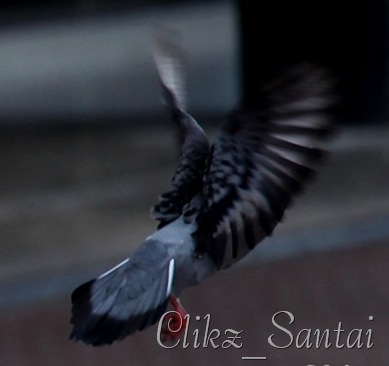 fly1