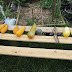 Collecting Squash, Zuke, Melon and Cuke Seeds