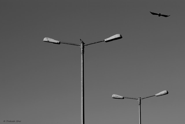 A Looking Up / Look-up Black and White Minimalism Photo of Two Birds, one sitting on one of the street lamps and the other flying across the sky.