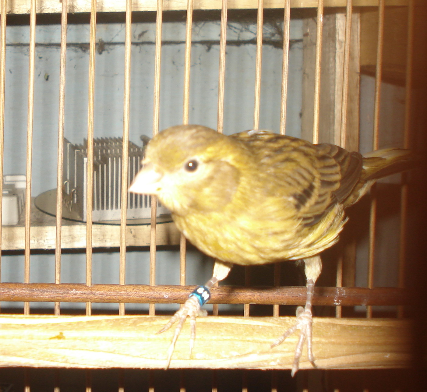 SusuhMas Bird Farm : Budidaya Murai Batu dan Kenari 