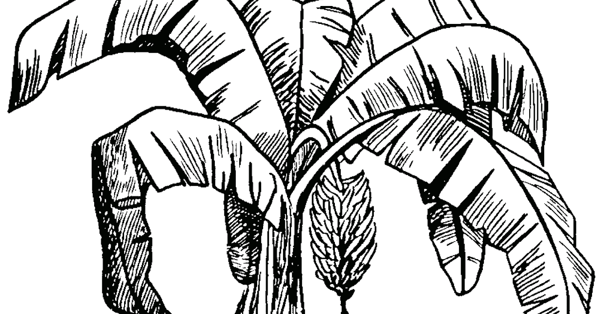 Gambar Mewarnai Pohon Pisang Untuk Anak-Anak - Contoh Anak 