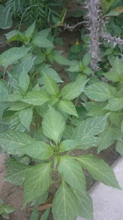 Green chillis plants 