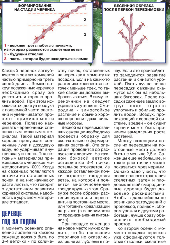 Способ формирование черной смородины деревом и его преимущества перед кустарником.