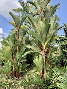 Sealing Wax Palm at Jurong Lake Gardens
