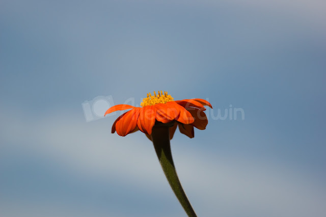 An orange flower set against a blue sky