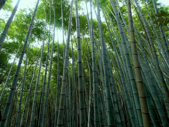 Misteri Anak 14 hari Pepohonan Bambu Bantul